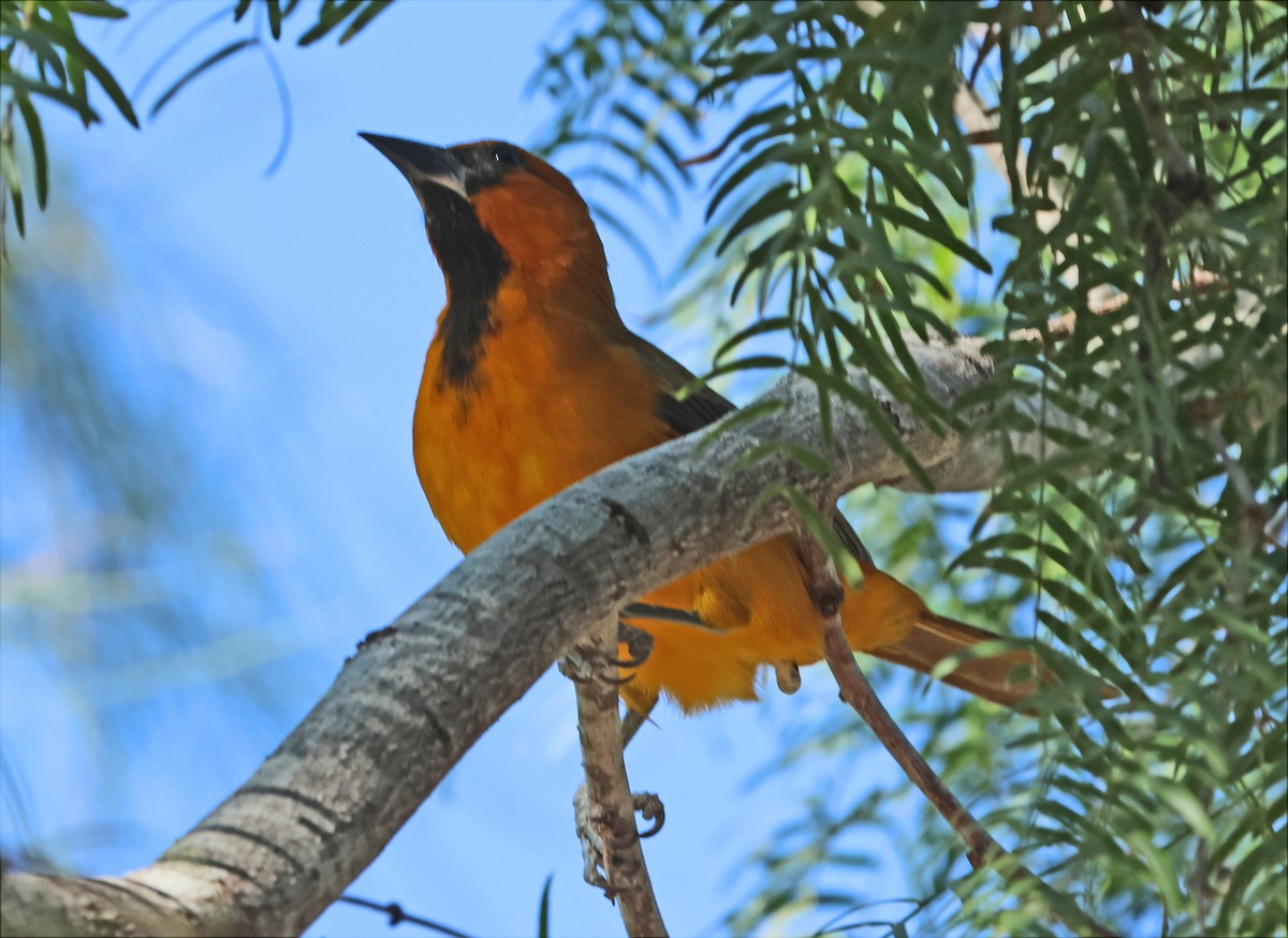 Altamira Oriole - ML646660192