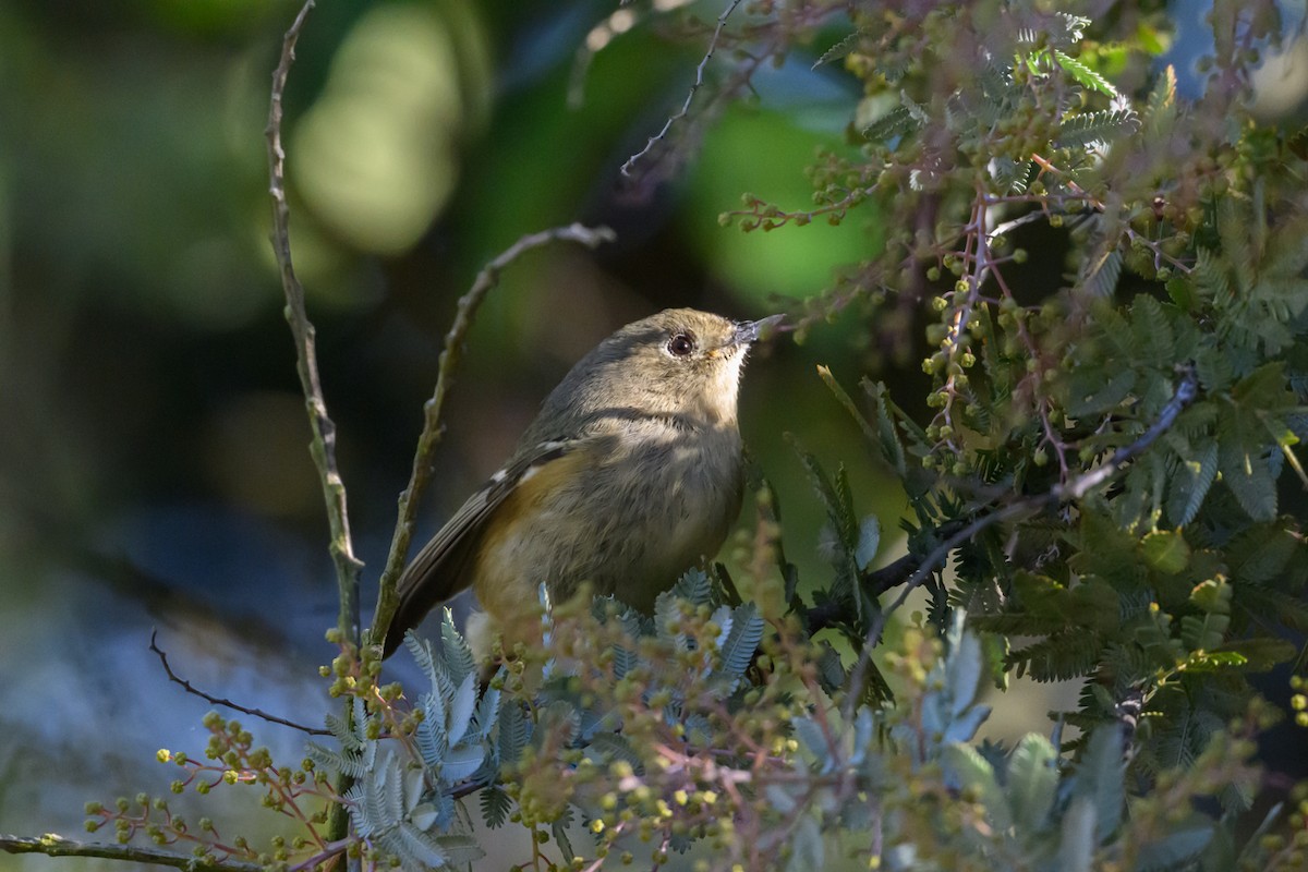 Ruby-crowned Kinglet - ML646660193