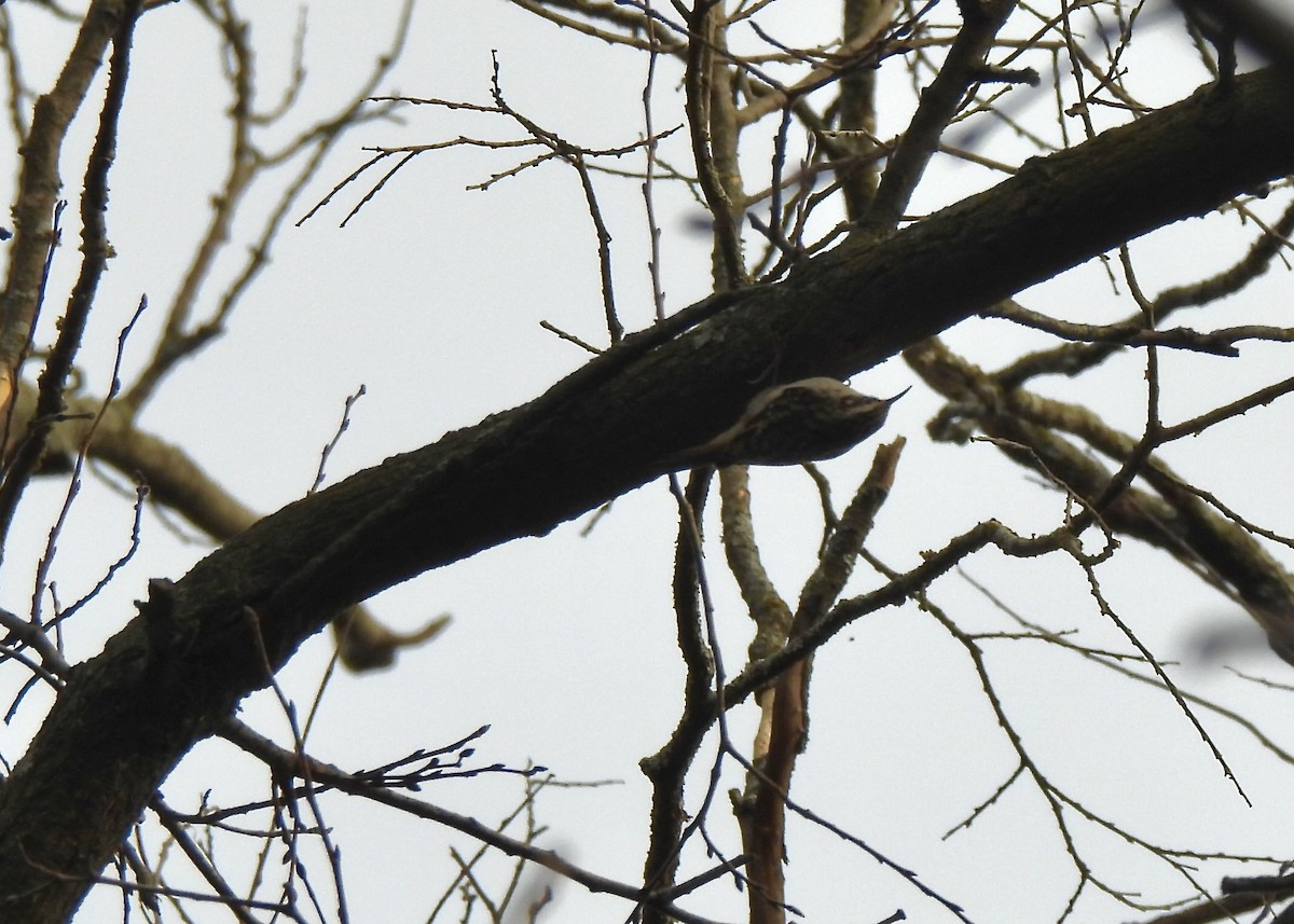 Brown Creeper - ML646660194