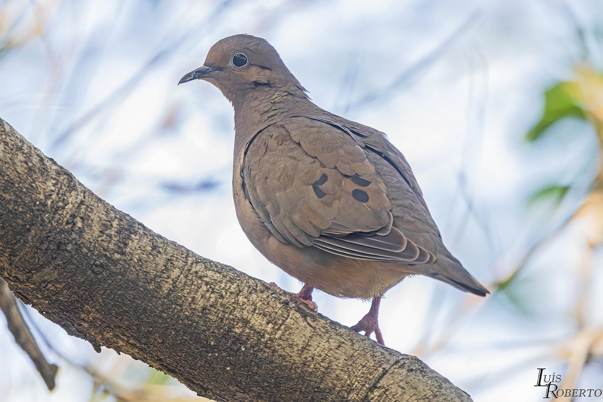 øredue - ML646660195