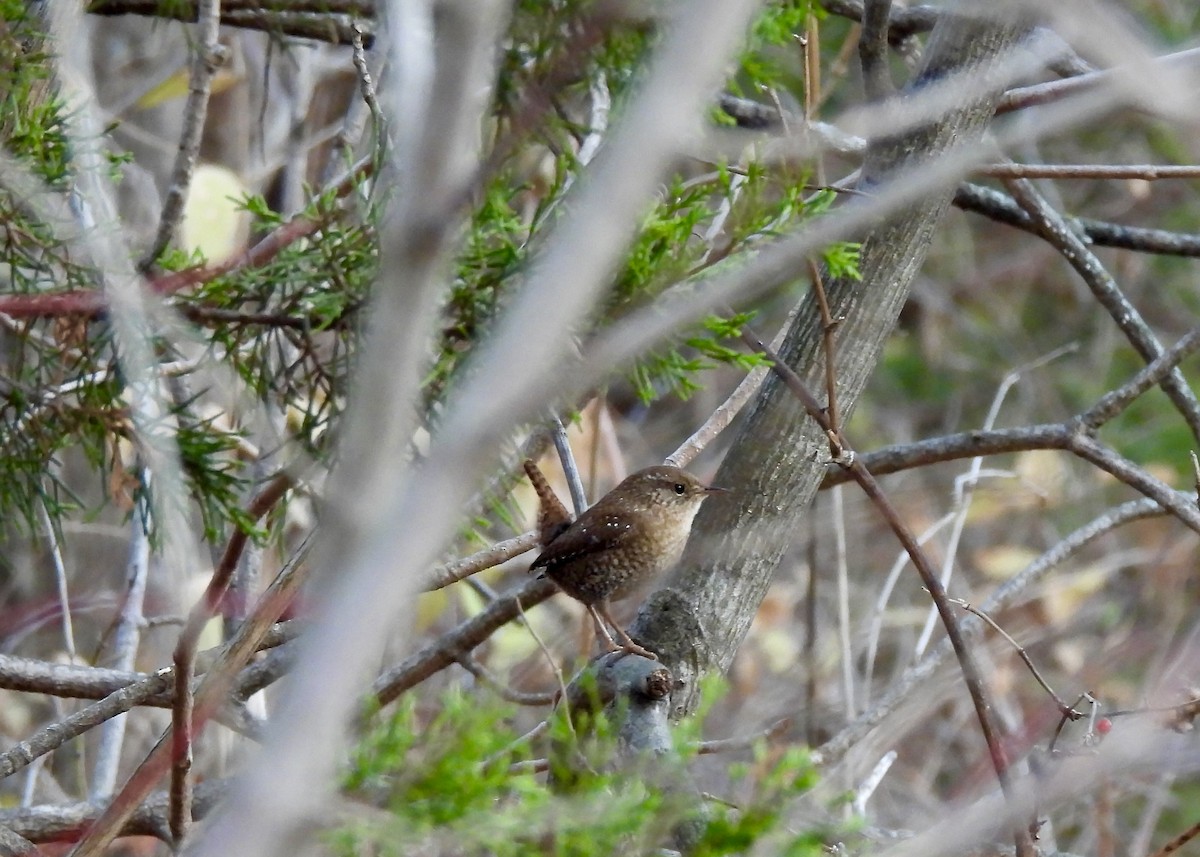 Winter Wren - ML646660197