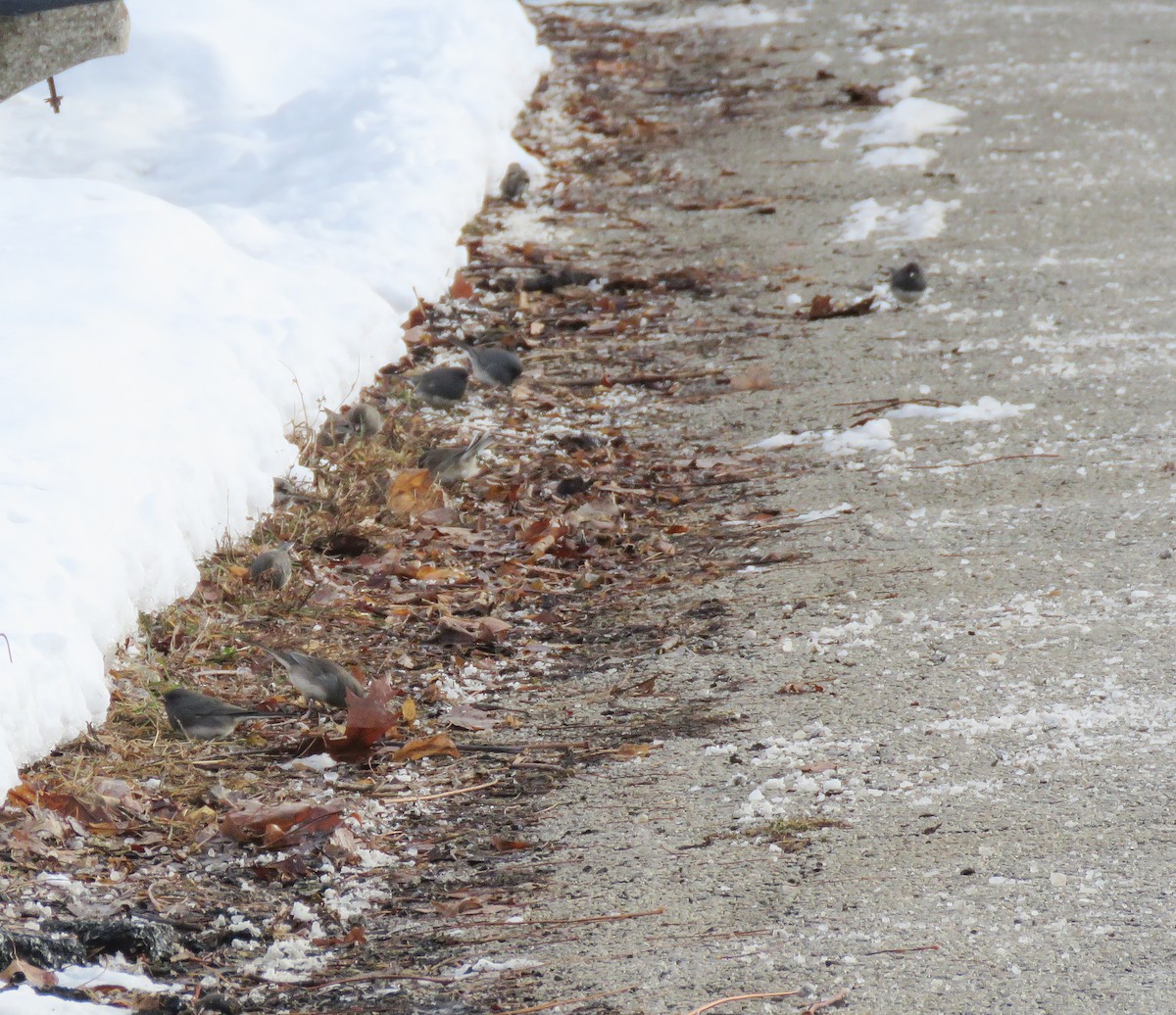 Серый юнко - ML646660198