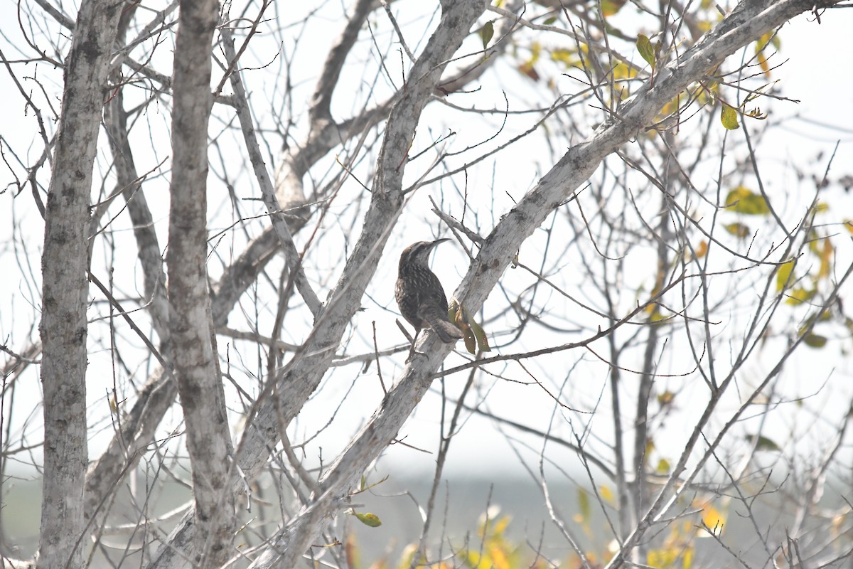Yucatan Wren - ML646660200