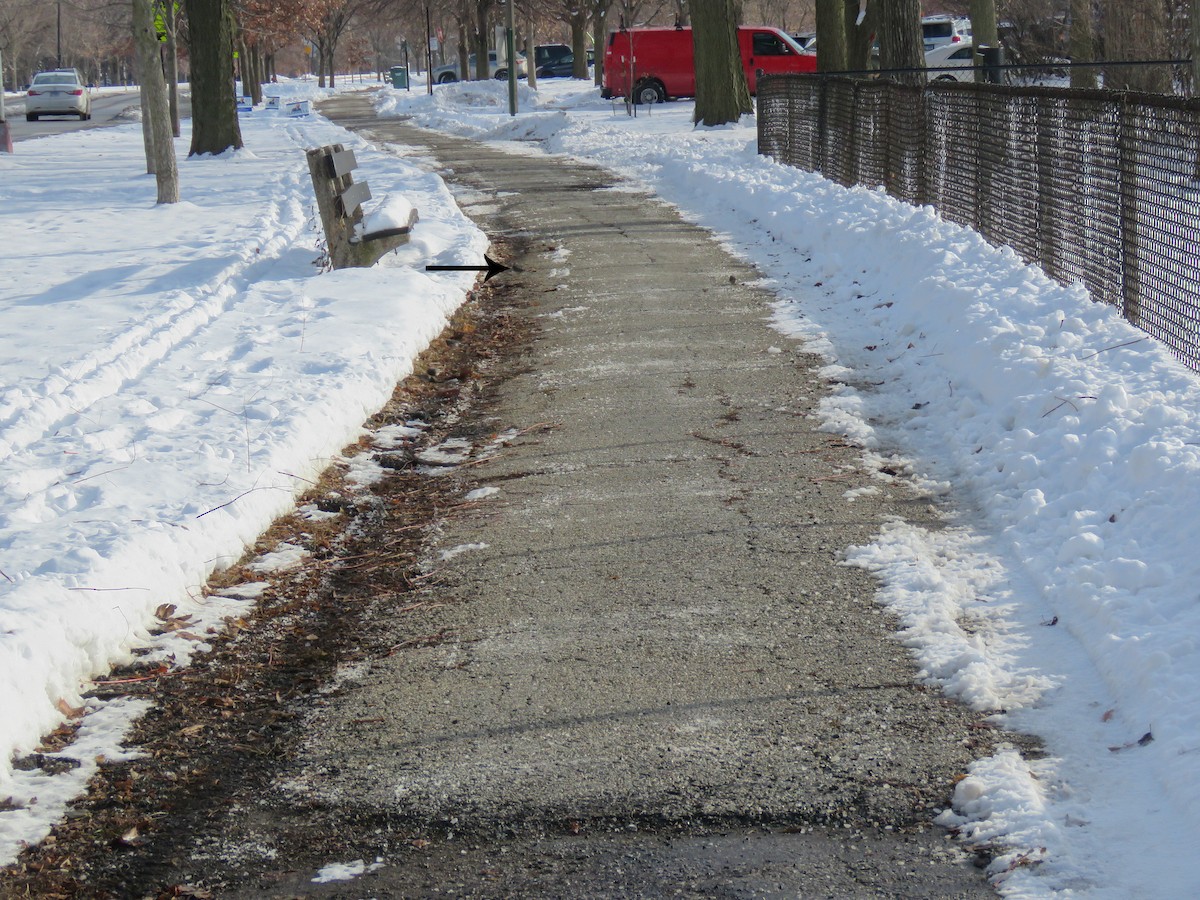 Серый юнко - ML646660201