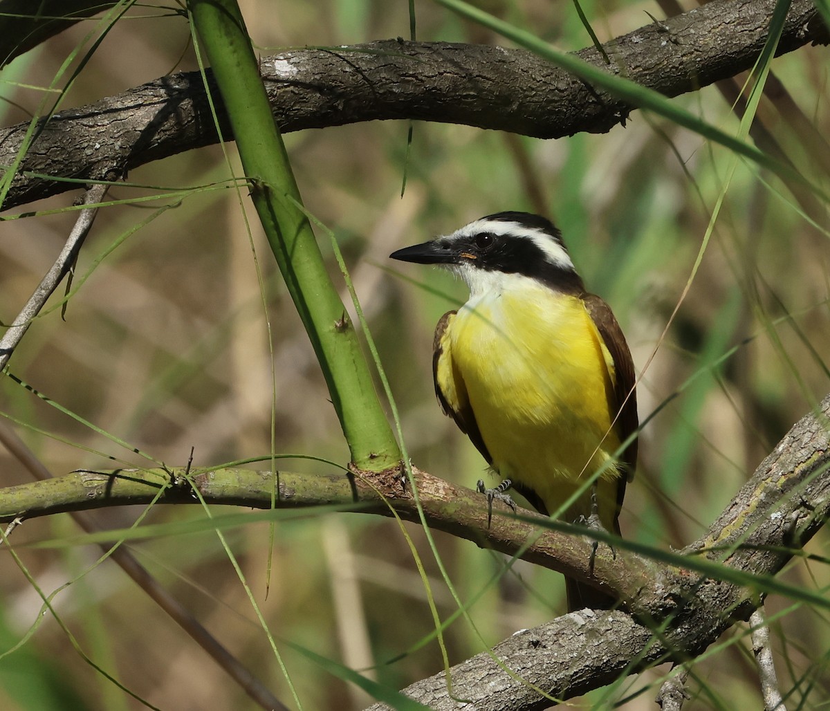 Great Kiskadee - ML646660203