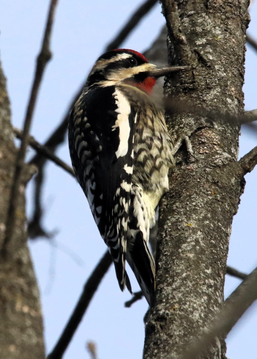 נקר צהוב-בטן - ML646660205