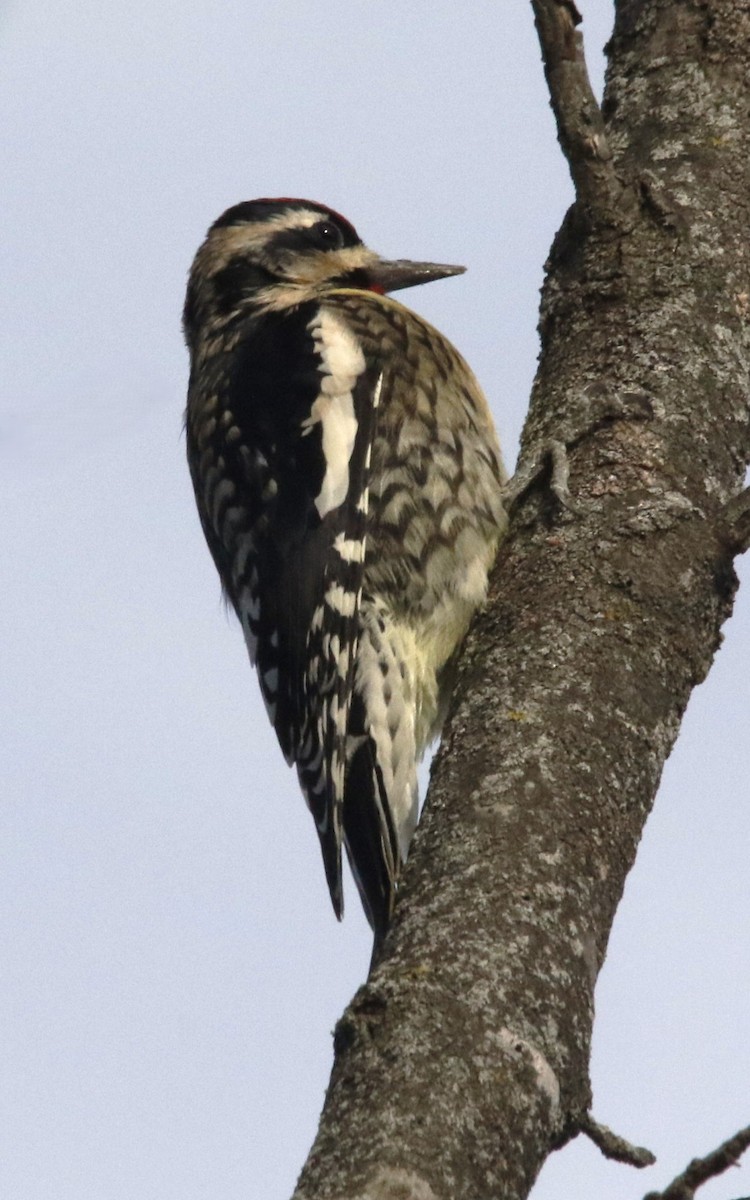 נקר צהוב-בטן - ML646660206