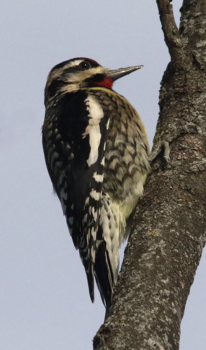 נקר צהוב-בטן - ML646660207