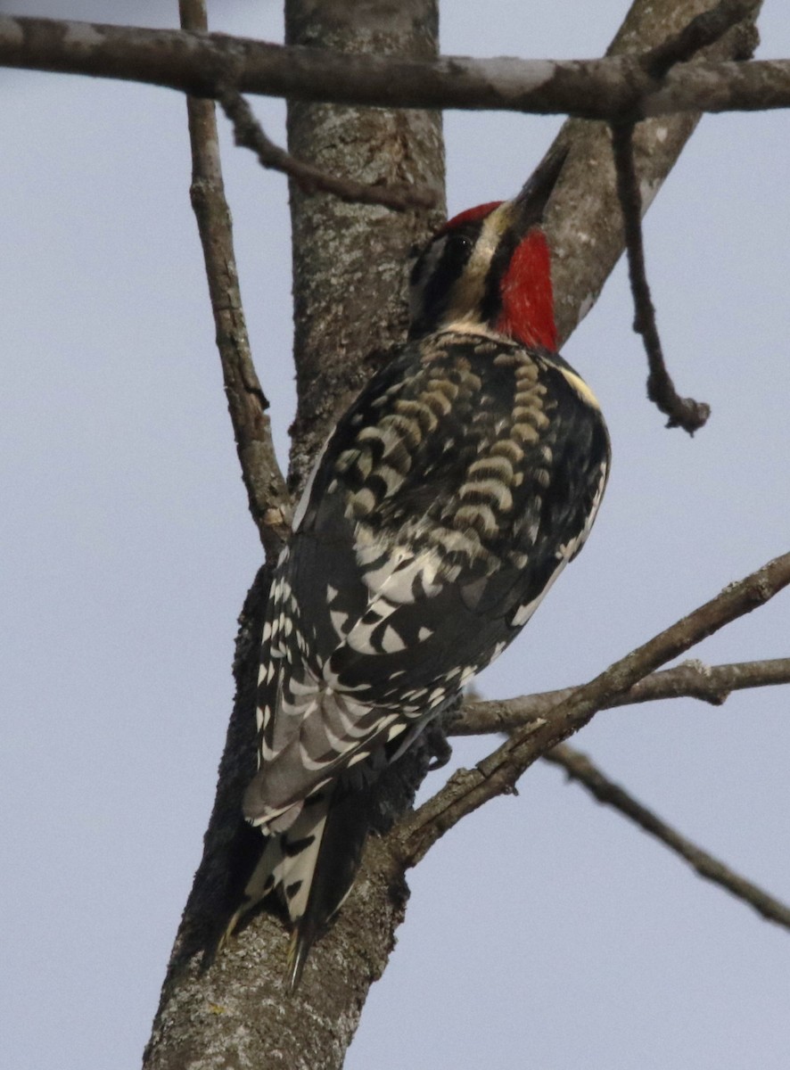 נקר צהוב-בטן - ML646660208