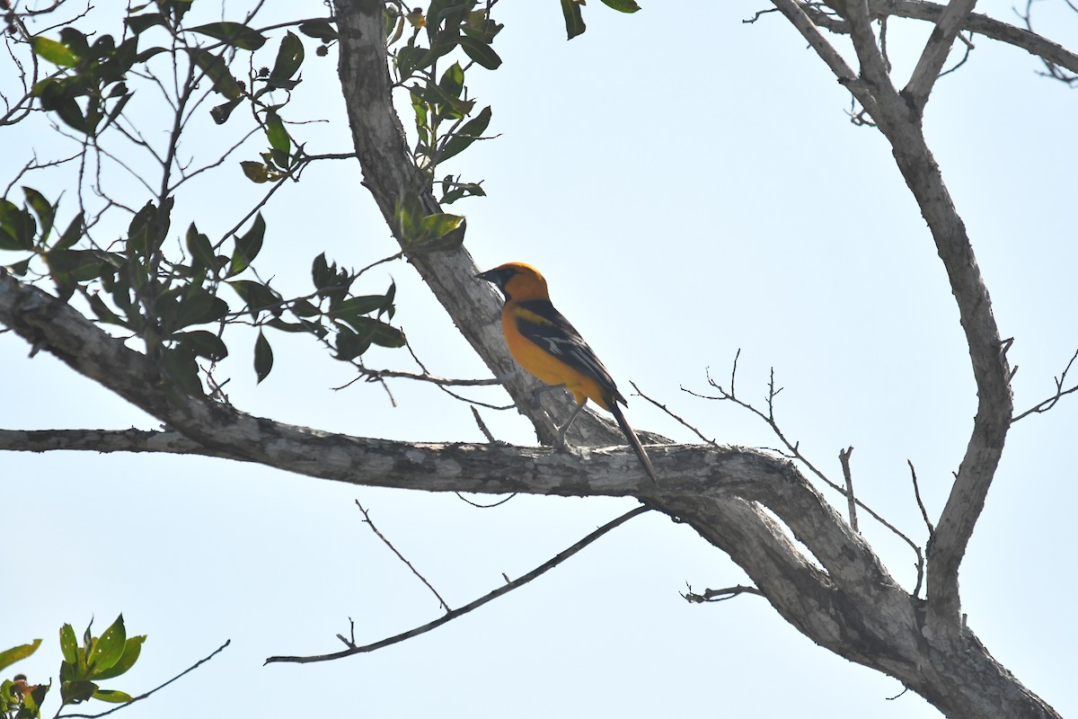 Altamira Oriole - ML646660209