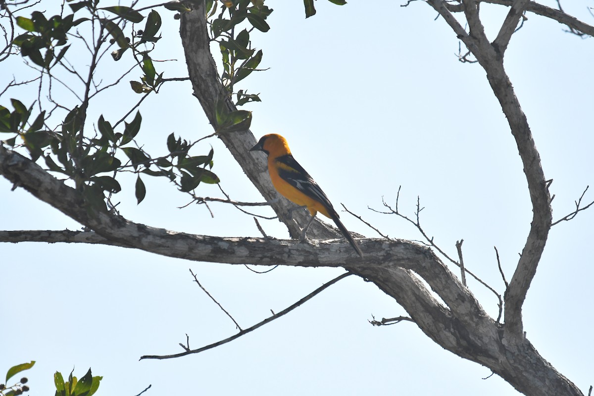 Altamira Oriole - ML646660210