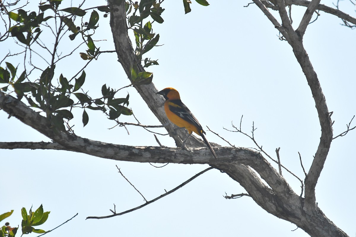 Altamira Oriole - ML646660211
