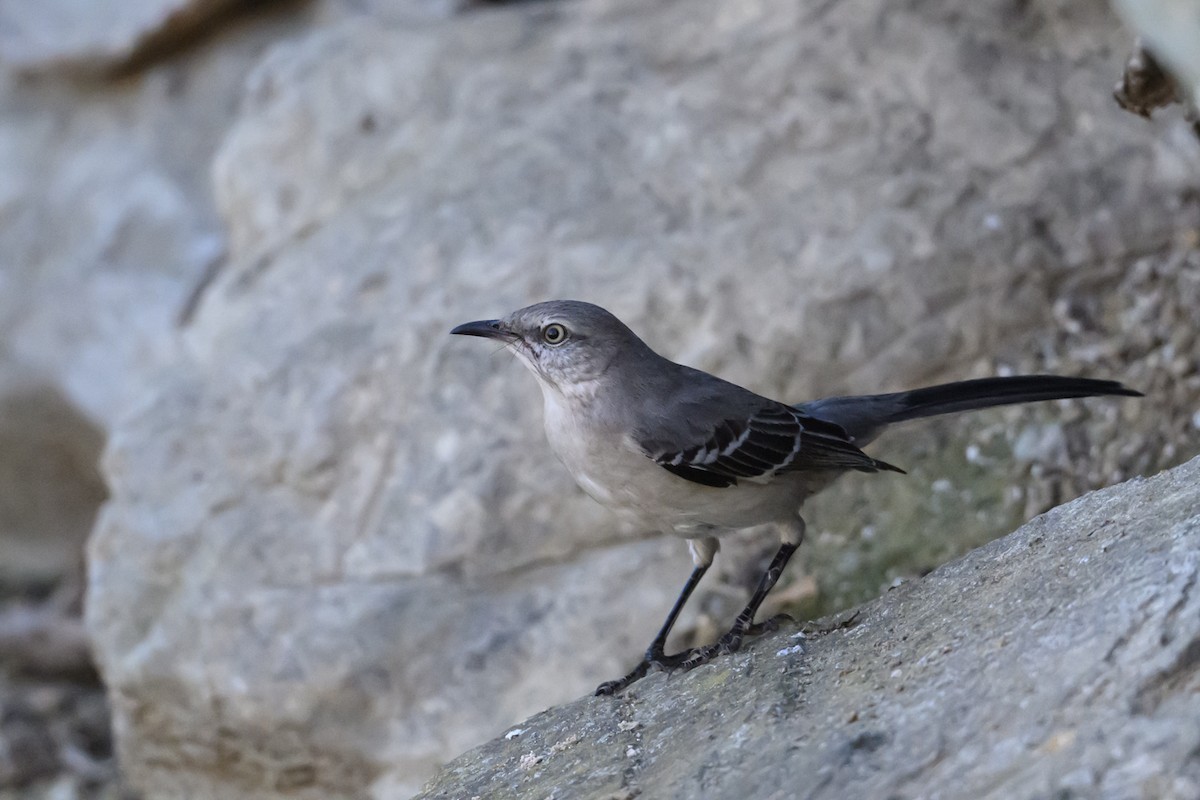 Northern Mockingbird - ML646660213