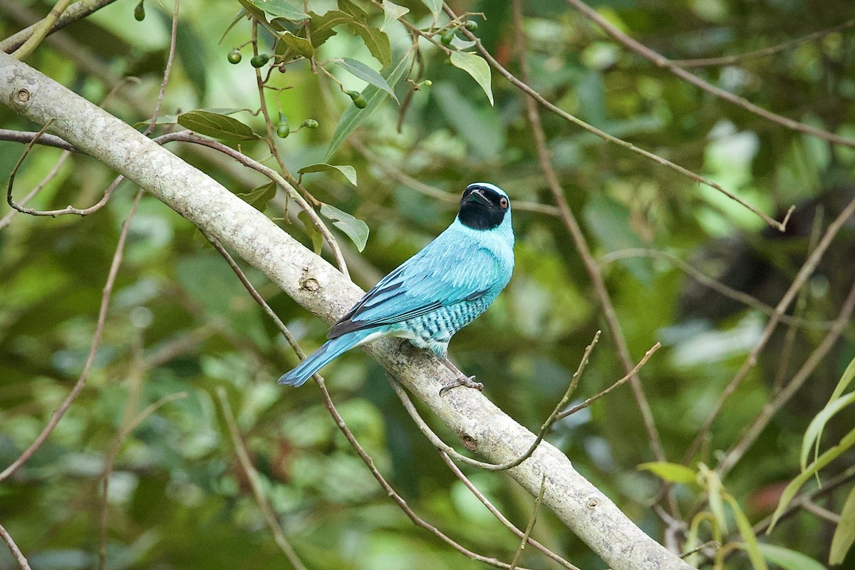 Schwalbentangare - ML646660215