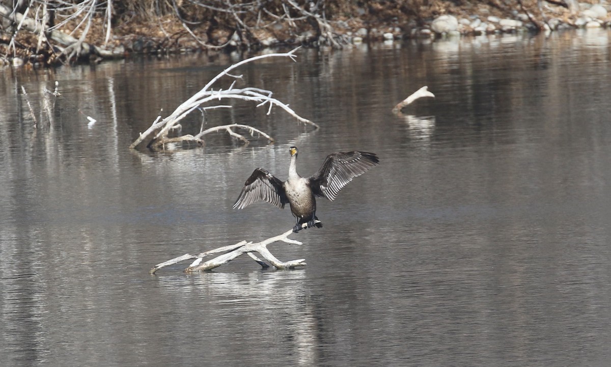 kormorán ušatý - ML646660216