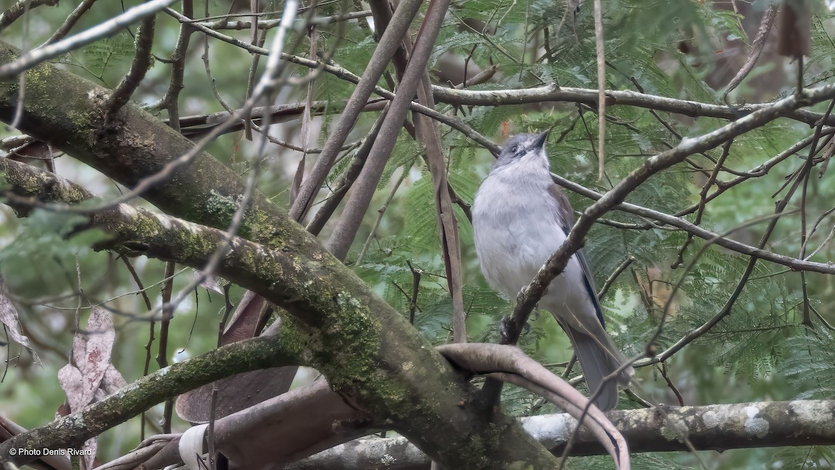 Gray Shrikethrush - ML646660219