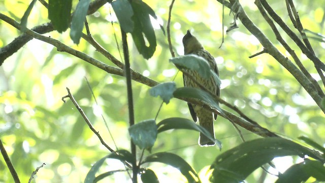 Tooth-billed Bowerbird - ML646660222
