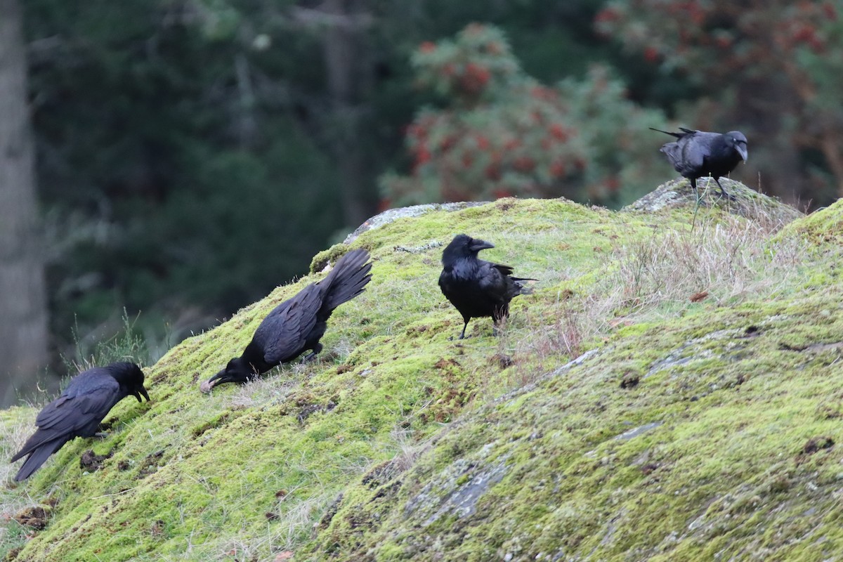 Common Raven - ML646660223