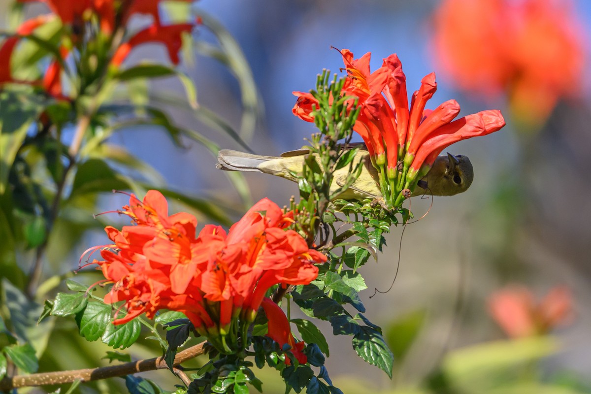 Orange-crowned Warbler - ML646660225