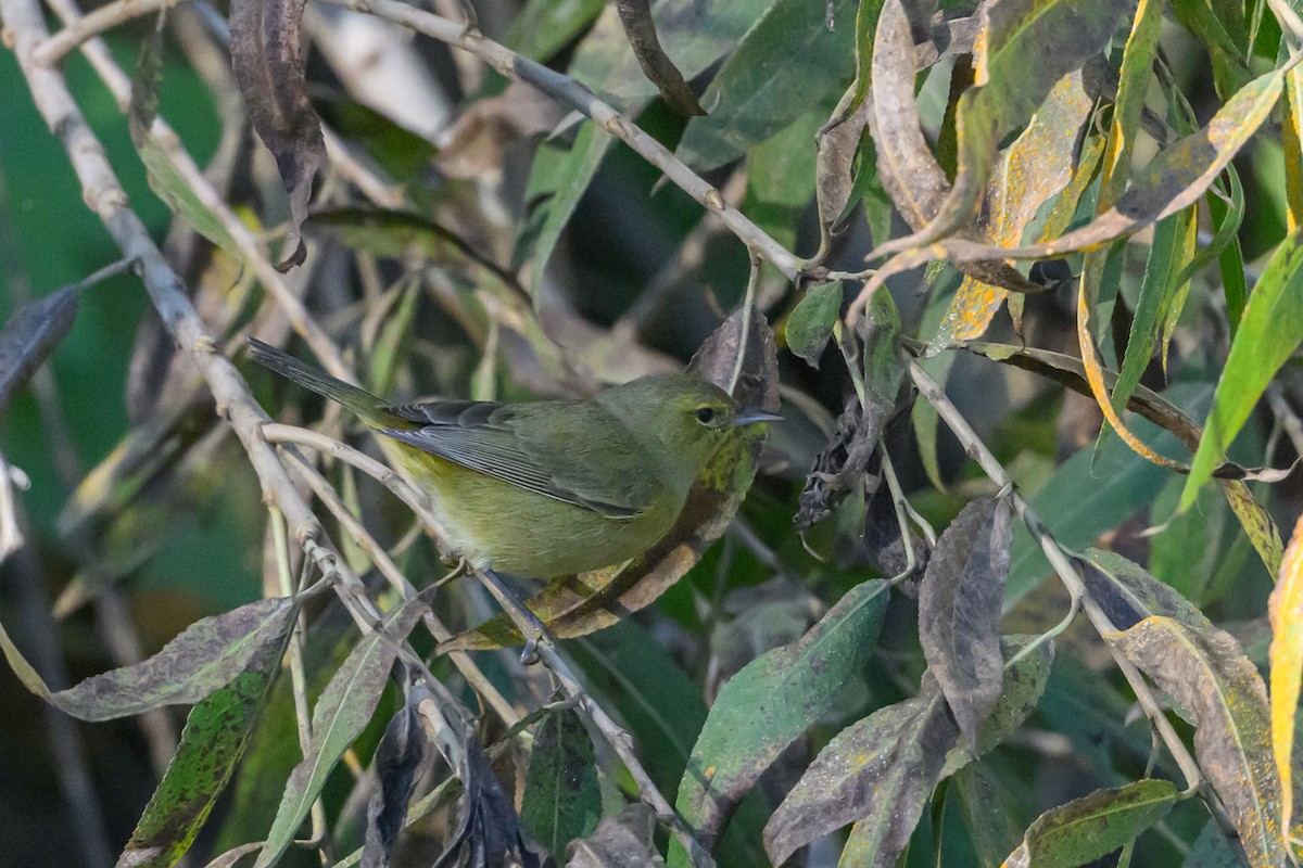 Orange-crowned Warbler - ML646660226