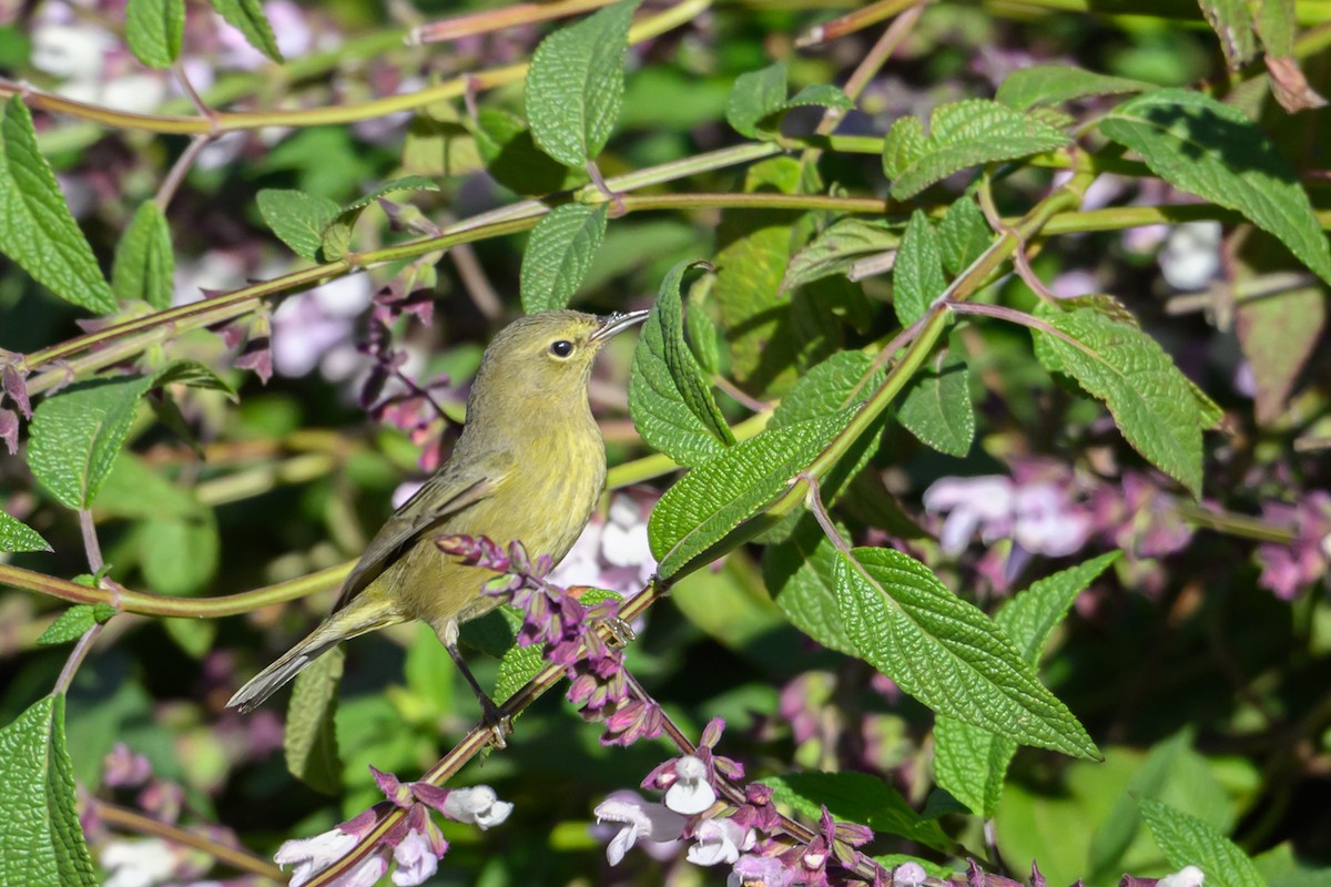 Orange-crowned Warbler - ML646660227