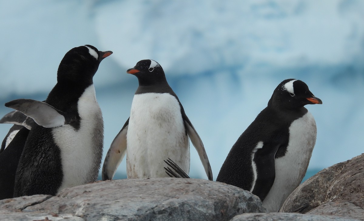 Gentoo Penguin - ML646660228