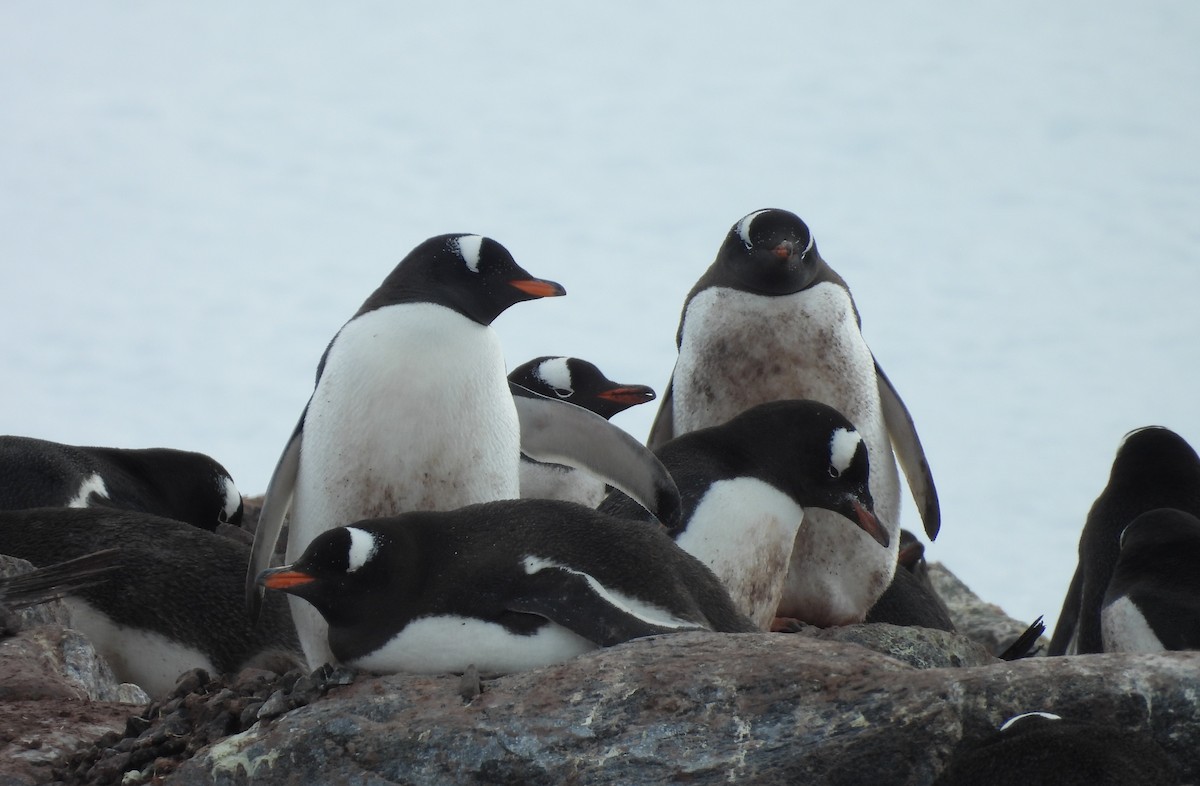 Gentoo Penguin - ML646660229