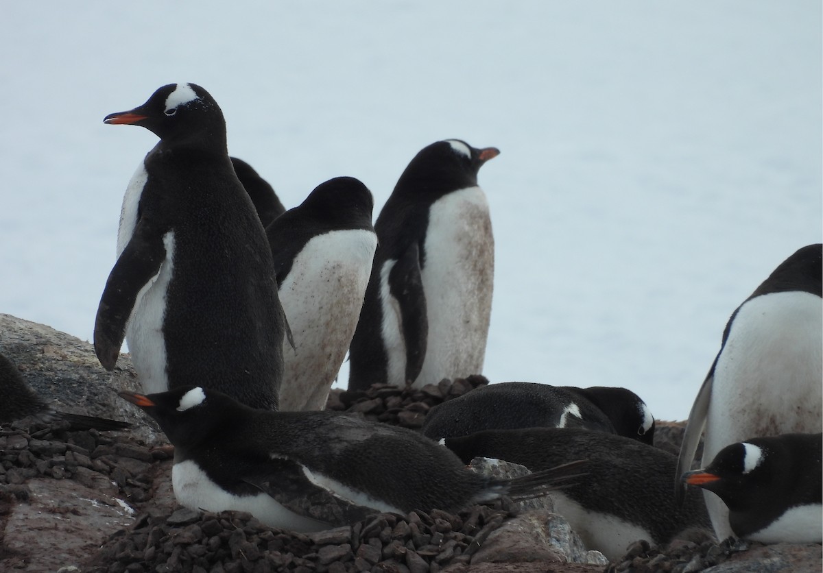 Gentoo Penguin - ML646660230