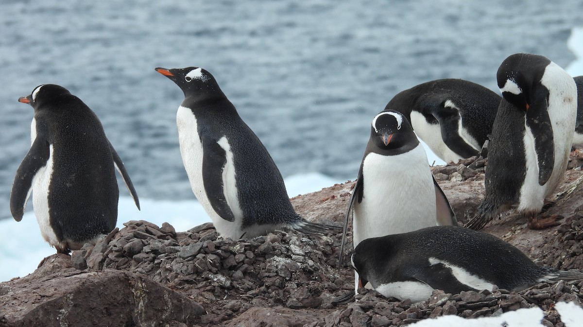 Gentoo Penguin - ML646660231