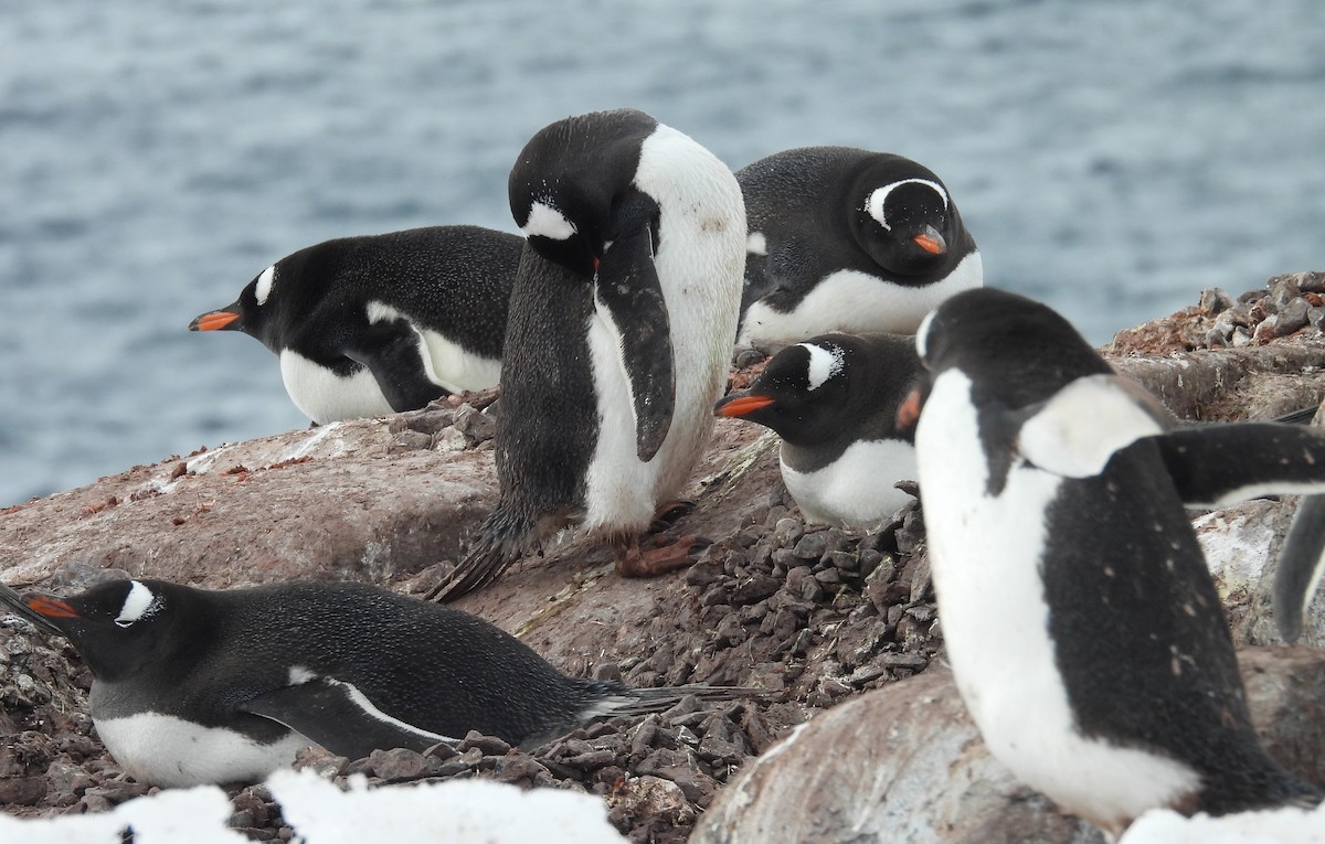 Gentoo Penguin - ML646660232