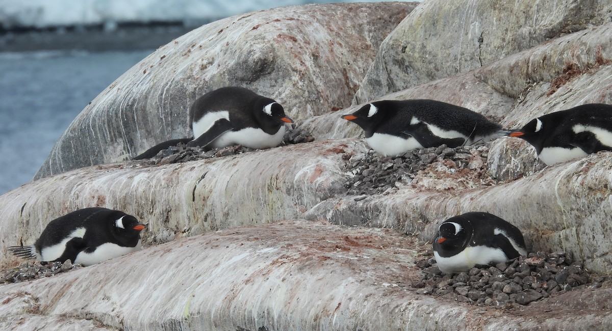 Gentoo Penguin - ML646660233