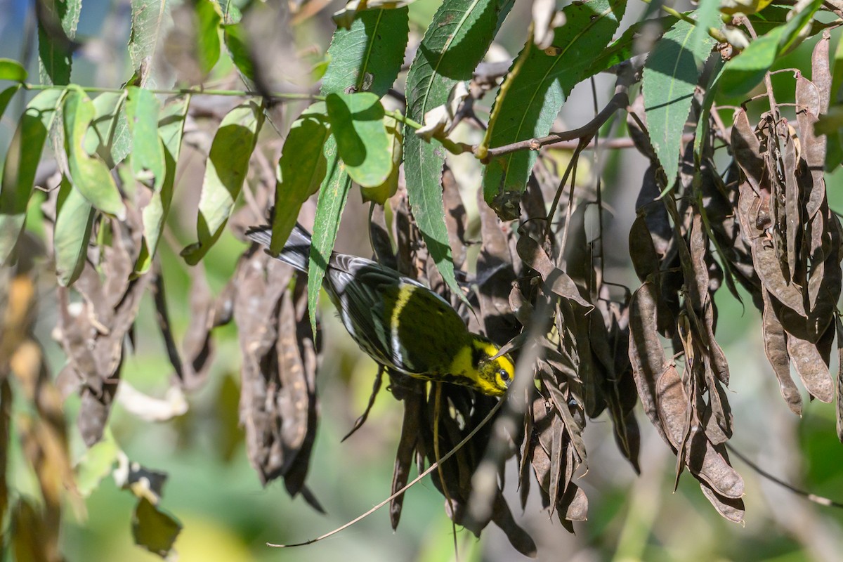 Townsend's Warbler - ML646660234
