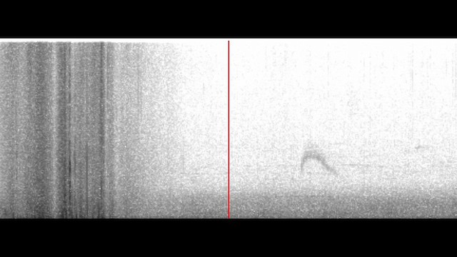 Couch's Kingbird - ML646660235