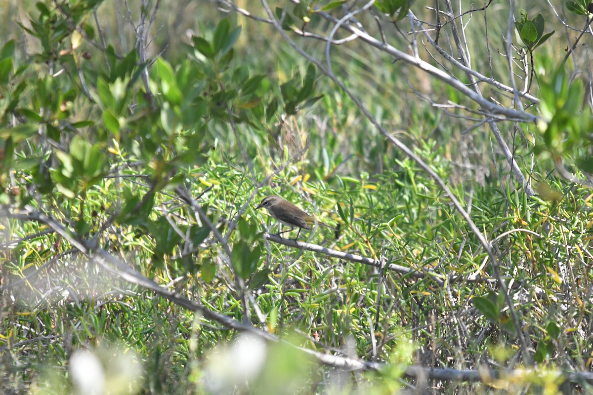 Palm Warbler - ML646660236