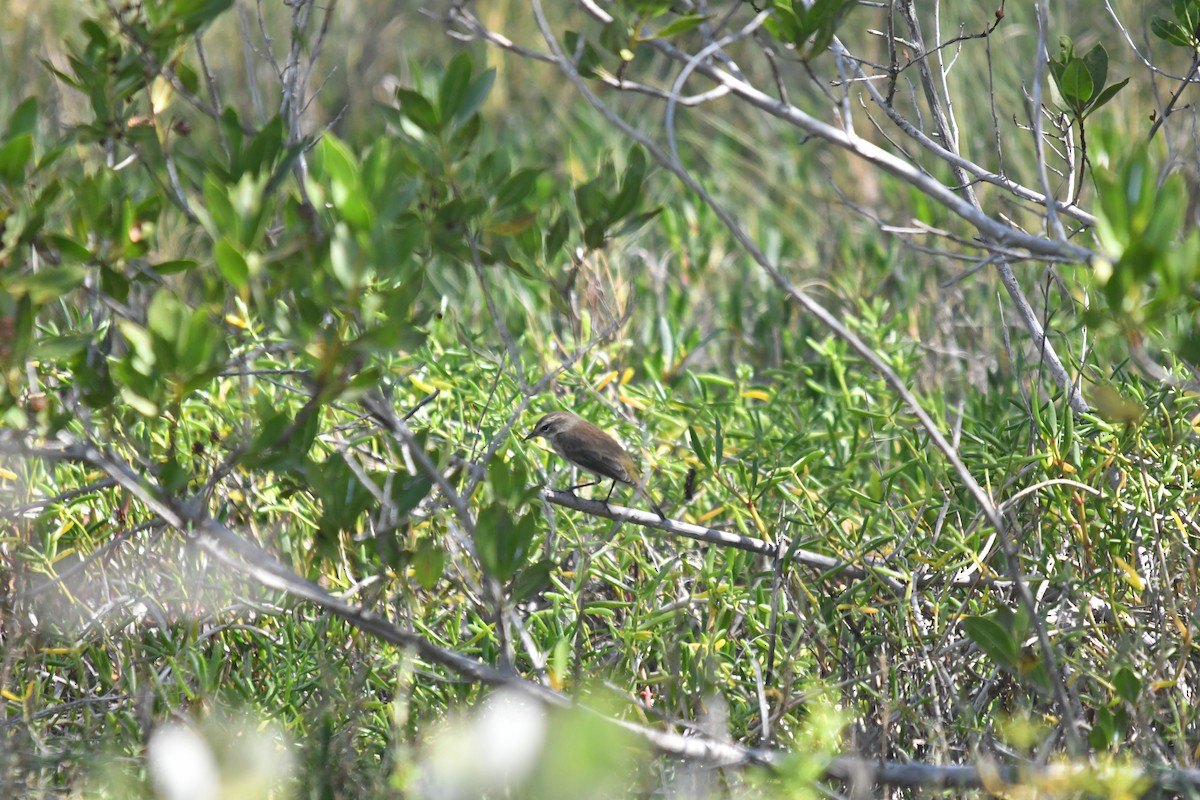 Palm Warbler - ML646660237