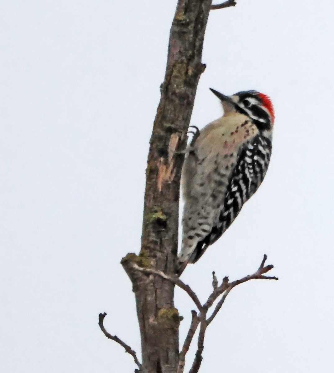 Nuttall's Woodpecker - ML646660245