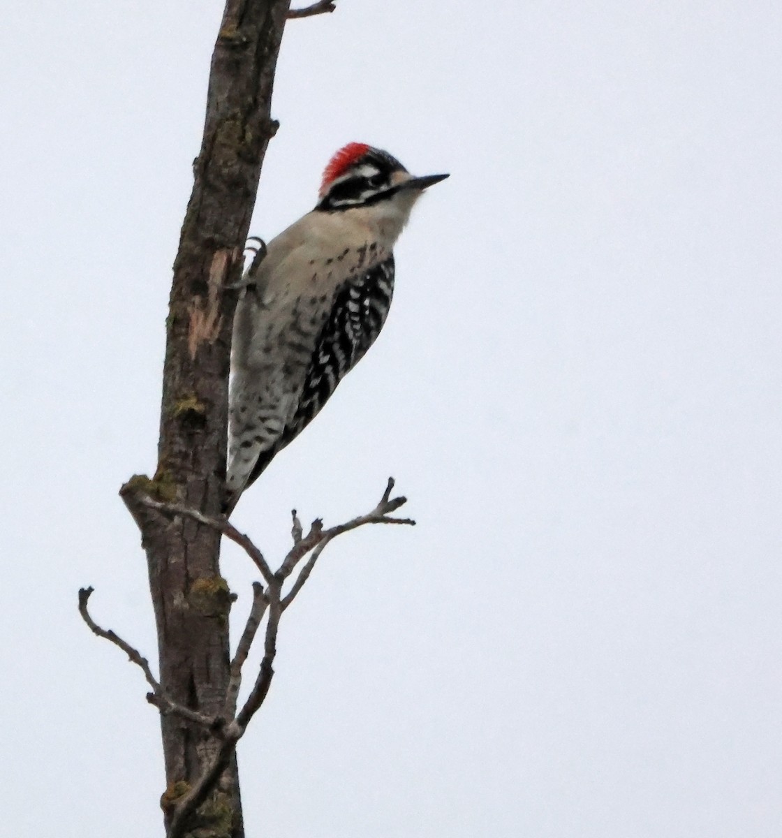 Nuttall's Woodpecker - ML646660246