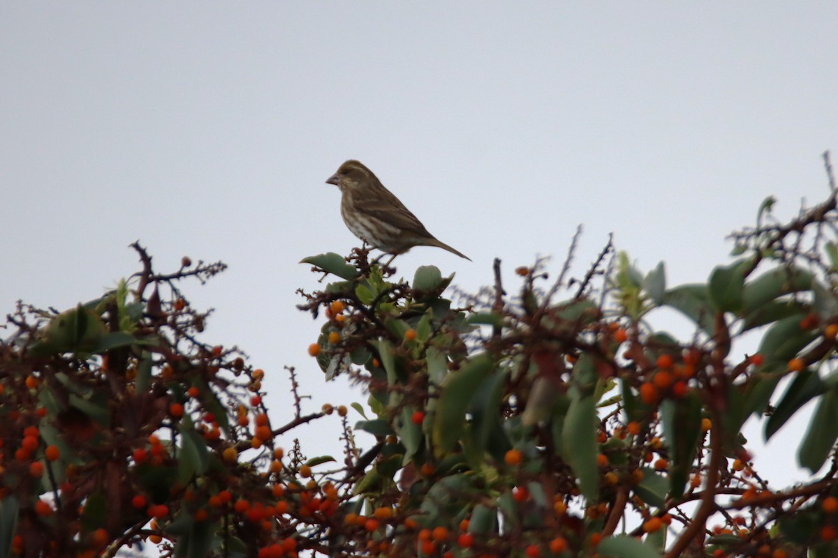 hýl nachový - ML646660248