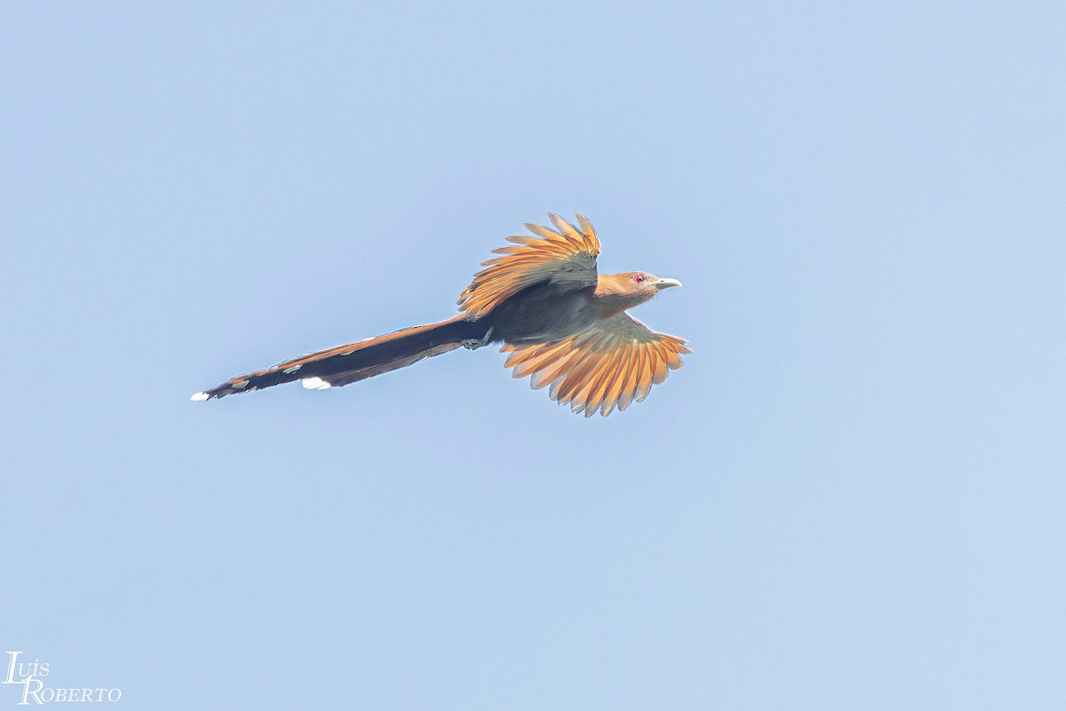 ekorngjøk - ML646660249