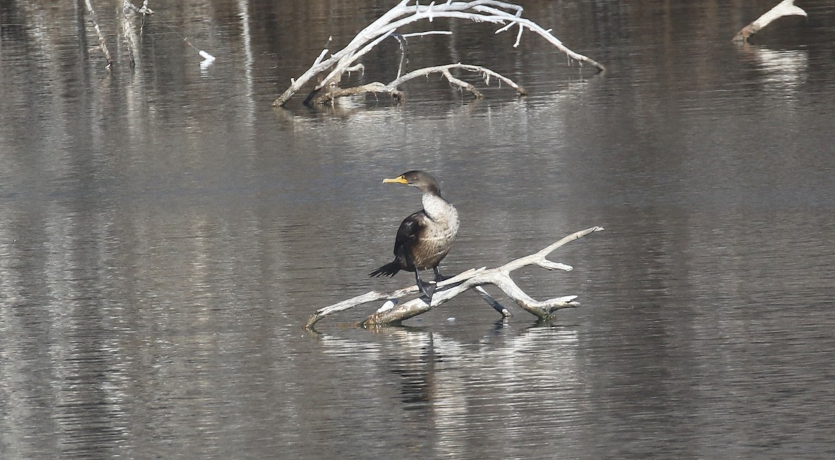 kormorán ušatý - ML646660250