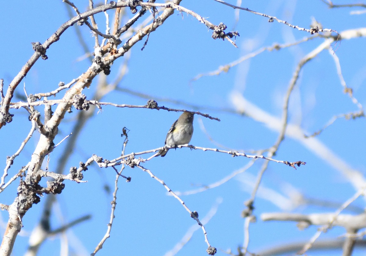 Paruline à croupion jaune (auduboni) - ML646660252
