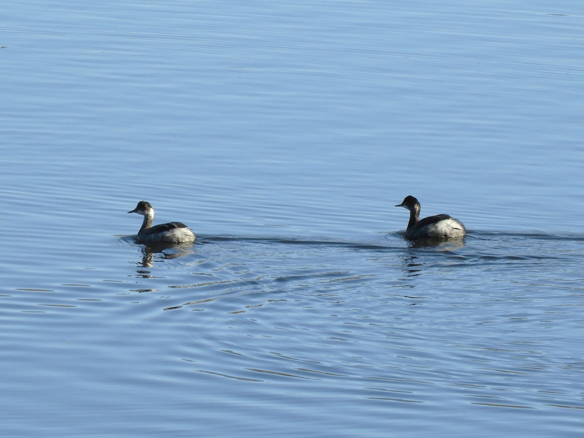 Grèbe à cou noir - ML646660255