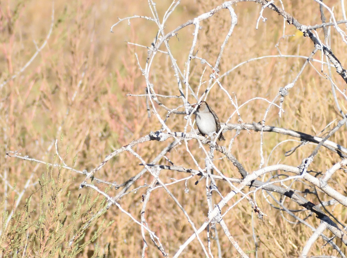 Bruant à couronne blanche - ML646660258