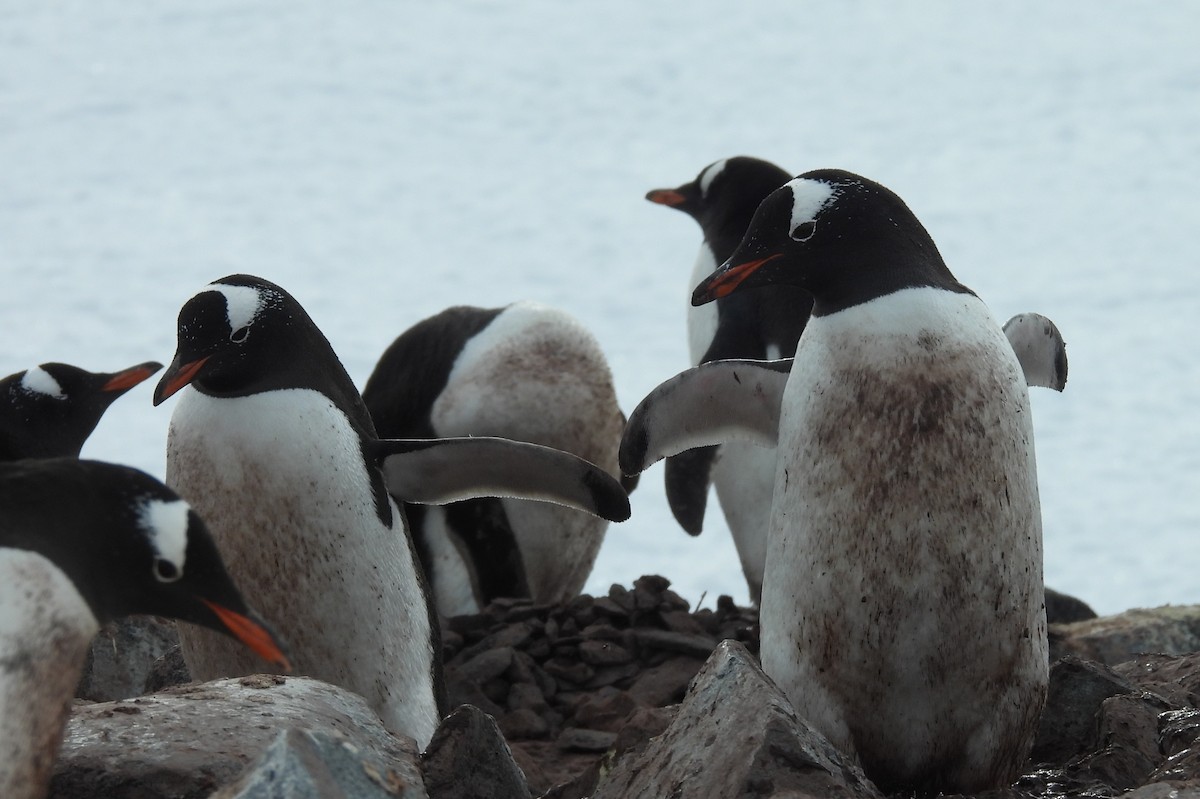 Gentoo Penguin - ML646660259