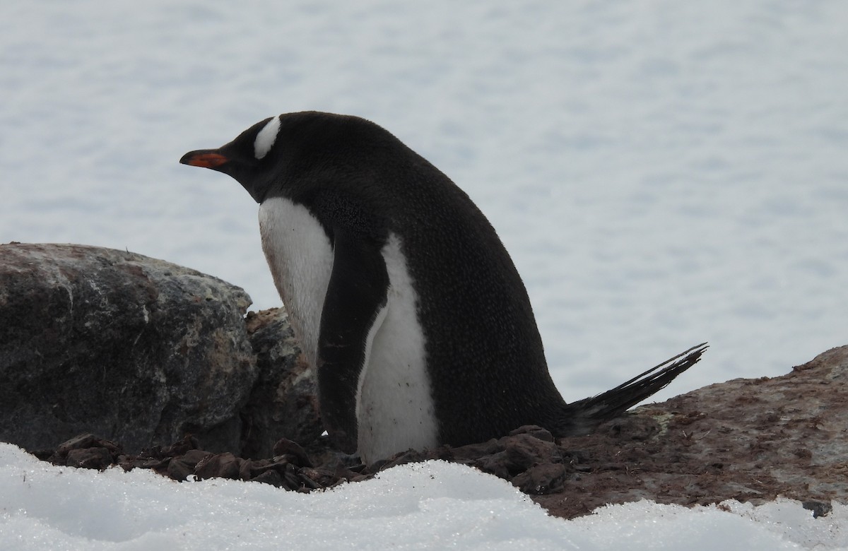 Gentoo Penguin - ML646660260