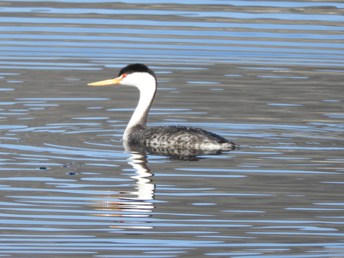 Clark's Grebe - ML646660263