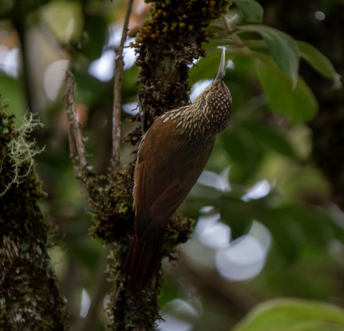 Spot-crowned Woodcreeper - ML646660265