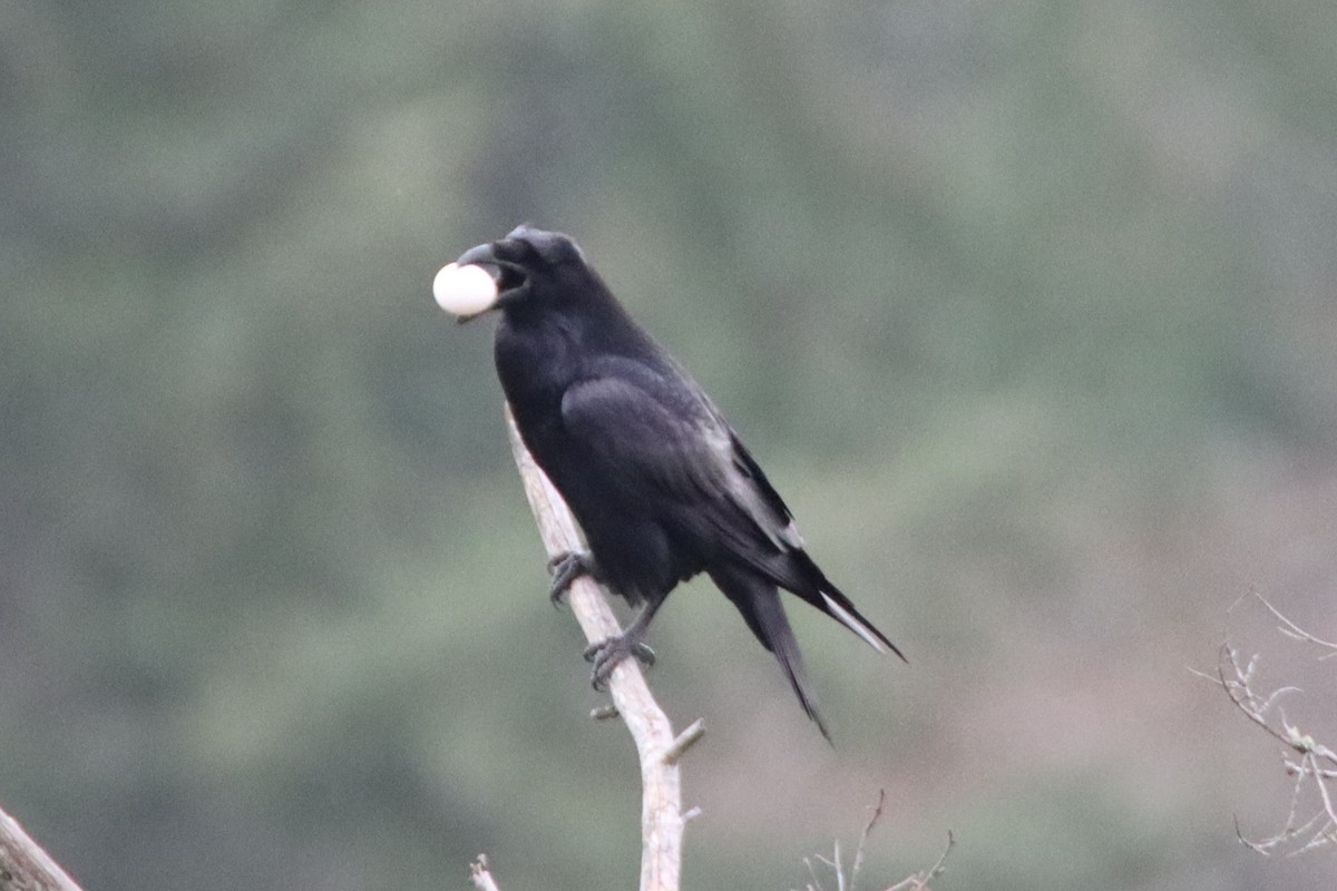 Common Raven - ML646660267