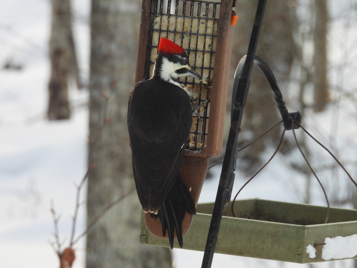 Pileated Woodpecker - ML646660268