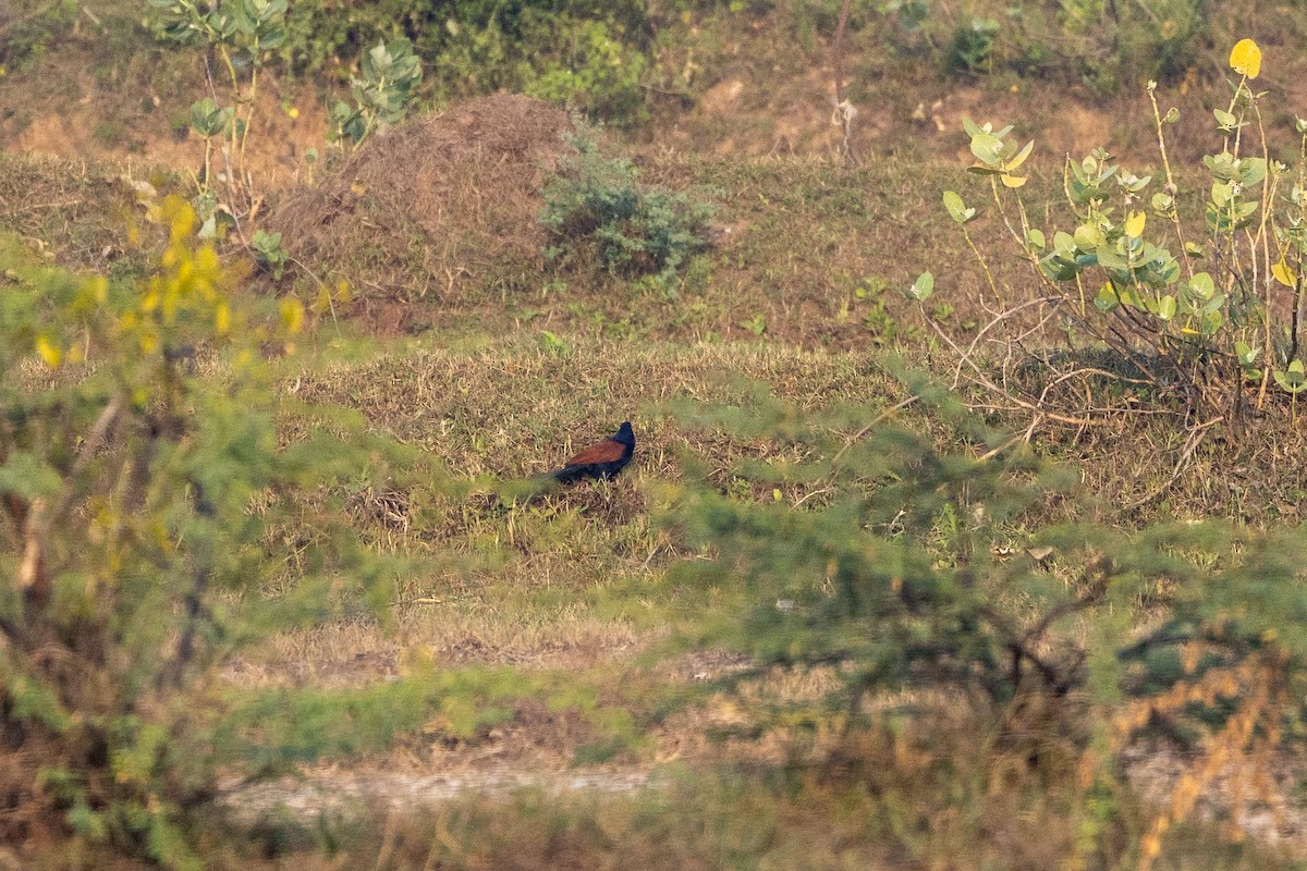 Greater Coucal - ML646660269